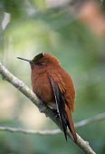 Male Juan Fernndez firecrown on branch, side view Adult Male,Adult,Chordata,Appendix II,Aves,Sephanoides,Animalia,South America,fernandensis,Apodiformes,Sub-tropical,Critically Endangered,Carnivorous,Fluid-feeding,Flying,Trochilidae,IUCN Red List