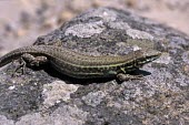 Milos wall lizard Adult,Sand-dune,Squamata,milensis,Lacertidae,Podarcis,Omnivorous,Terrestrial,Animalia,Vulnerable,Scrub,Europe,Semi-desert,Chordata,Reptilia,IUCN Red List