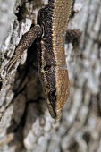 Head close-up of Spanish algyroides Adult,Forest,IUCN Red List,Reptilia,Mountains,Chordata,Algyroides,Animalia,Endangered,Europe,Terrestrial,Carnivorous,Rock,Lacertidae,Squamata