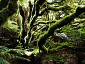 Drimys confertifolia branches covered in moss Mature form,Magnoliopsida,Magnoliales,South America,Drimys,IUCN Red List,Terrestrial,Plantae,Winteraceae,Vulnerable,Tracheophyta,Forest,Photosynthetic