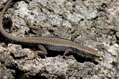 Spanish algyroides Jan Van Der Voort Species in habitat shot,Habitat,Adult,Forest,IUCN Red List,Reptilia,Mountains,Chordata,Algyroides,Animalia,Endangered,Europe,Terrestrial,Carnivorous,Rock,Lacertidae,Squamata