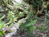 Drimys confertifolia trunk covered in moss Mature form,Magnoliopsida,Magnoliales,South America,Drimys,IUCN Red List,Terrestrial,Plantae,Winteraceae,Vulnerable,Tracheophyta,Forest,Photosynthetic