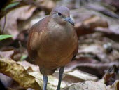 Polynesian ground-dove, ventral view Adult,Australia,Urban,Tropical,Chordata,Aves,Critically Endangered,Flying,Columbidae,Sub-tropical,Columbiformes,Gallicolumba,Agricultural,Animalia,erythroptera,Omnivorous,IUCN Red List