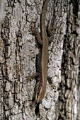 Spanish algyroides on tree trunk Habitat,Species in habitat shot,Adult,Forest,IUCN Red List,Reptilia,Mountains,Chordata,Algyroides,Animalia,Endangered,Europe,Terrestrial,Carnivorous,Rock,Lacertidae,Squamata