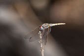 Female violet dropwing Jan Van Der Voort Terrestrial,Wetlands,Arthropoda,Animalia,Carnivorous,Libellulidae,Least Concern,Temporary water,Asia,Africa,Ponds and lakes,Insecta,Europe,annulata,Aquatic,Flying,Forest,Streams and rivers,Trithemis,Odonata,IUCN Red List