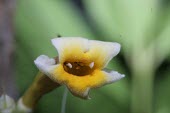 Close up of Colea seychellarum flower Flower,Africa,Endangered,Colea,Photosynthetic,Magnoliopsida,IUCN Red List,Scrophulariales,Terrestrial,Forest,Bignoniaceae,Plantae,Tracheophyta