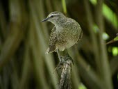 Tuamotu sandpiper on branch Adult,Animalia,Aves,cancellata,Australia,Shore,Scolopacidae,Charadriiformes,Endangered,Terrestrial,Omnivorous,Prosobonia,Chordata,Flying,IUCN Red List