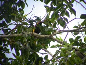 Male fire-maned bowerbird Habitat,Adult,Adult Male,Species in habitat shot,Australia,Animalia,Ptilonorhynchidae,Flying,bakeri,Sub-tropical,Passeriformes,Sericulus,Chordata,Omnivorous,Aves,Vulnerable,IUCN Red List,Near Threaten