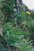 Snowdonia hawkweed Mature form,Terrestrial,Plantae,Critically Endangered,Asterales,Asteraceae,Anthophyta,Magnoliopsida,Europe,Mountains,Photosynthetic,Hieracium