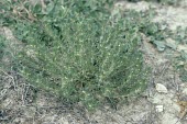 Ground pine in flower Mature form,Plantae,Photosynthetic,Urban,Europe,Magnoliopsida,Vulnerable,Anthophyta,Agricultural,Lamiaceae,Lamiales,Africa,Terrestrial,Soil,Ajuga