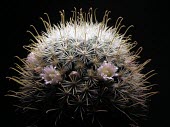 Mammillaria moelleriana flowering Mature form,Photosynthetic,Tracheophyta,Cactaceae,Appendix II,South America,IUCN Red List,Terrestrial,Plantae,Magnoliopsida,CITES,Caryophyllales,Mammillaria,Semi-desert,Least Concern