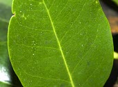 Close up of a mangrove leaf with salt crystals Mature form,Leaves,Avicenniaceae,Avicennia,Photosynthetic,Asia,Not Evaluated,Aquatic,Tracheophyta,Terrestrial,Plantae,Mangrove,Lamiales,Magnoliopsida,IUCN Red List,Least Concern