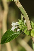 Flowers and leaves of Achyrospermum seychellarum Leaves,Flower,Labitae,Lamiales,Magnoliopsida,Indian,Photosynthetic,Plantae,Africa,Terrestrial,Tracheophyta,Sub-tropical,Endangered,Achyrospermum,IUCN Red List