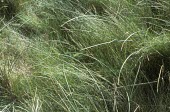 Wild asparagus Habitat,Temperate,Mature form,Species in habitat shot,Grassland,Photosynthetic,Liliaceae,Sand-dune,Anthophyta,Vulnerable,Scrub,Asparagus,Liliales,Liliopsida,Plantae,Europe,Terrestrial