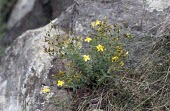 Flax-leaved St John's-wort in flower Flower,Mature form,Terrestrial,Anthophyta,Hypericum,Heathland,Near Threatened,Plantae,Europe,Clusiaceae,Temperate,Theales,Photosynthetic,Magnoliopsida