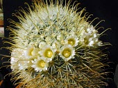 Flowering Mammillaria moelleriana Mature form,Photosynthetic,Tracheophyta,Cactaceae,Appendix II,South America,IUCN Red List,Terrestrial,Plantae,Magnoliopsida,CITES,Caryophyllales,Mammillaria,Semi-desert,Least Concern