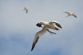 Gannet in flight carrying seaweed animal,bird,britain,carrying,coast,flight,flying,gannet,nature,northern,scotland,seaweed,wildlife,Aves,Birds,Chordates,Chordata,Ciconiiformes,Herons Ibises Storks and Vultures,Gannets and Boobies,Suli