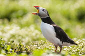 Puffin calling animal,atlantic,bird,birds,breeding,britain,british,calling,coast,coastal,islands,marine,nature,nesting,puffin,spring,wildlife,Ciconiiformes,Herons Ibises Storks and Vultures,Alcidae,Auks, Murres, Puf