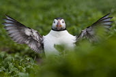 Puffin flapping wings animal,atlantic,bird,birds,breeding,britain,british,coast,coastal,flapping,islandsmarine,nature,nesting,sea,springwildlife,wings,Ciconiiformes,Herons Ibises Storks and Vultures,Alcidae,Auks, Murres, P