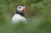 Puffin portrait animal,atlantic,bird,birds,breeding,britain,british,coast,coastal,marine,nature,nesting,sea,spring,wildlife,Ciconiiformes,Herons Ibises Storks and Vultures,Alcidae,Auks, Murres, Puffins,Aves,Birds,Cho