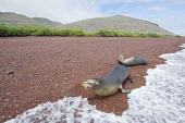 Galapagos sea lions at shorline Rabida, Galapagos Islands america,animal,archipelago,august,beach,charles,conservation,darwin,ecuador,endemic,evolution,galapagos,island,islands,native,natural,nature,ocean,pacific,red,rowley,sam,sand,selection,south,summer,to