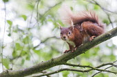 Red squirrel on tree branch, Northumberland, England. animal,britain,british,conservation,cute,forest,june,mammal,nature,rare,red,rodent,squirrel,summer,tail,wildlife,woodland,Chordates,Chordata,Squirrels, Chipmunks, Marmots, Prairie Dogs,Sciuridae,Roden