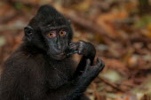 Young crested black macaque Primates,primate,critically endangered,in habitat,portrait,monkey,mammal,mammalia,injured,cute,Mammalia,Mammals,Chordates,Chordata,Old World Monkeys,Cercopithecidae,Omnivorous,Asia,Appendix II,Tropica