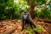 Crested black macaque Primates,primate,critically endangered,portrait,monkey,mammal,mammalia,forest,Mammalia,Mammals,Chordates,Chordata,Old World Monkeys,Cercopithecidae,Omnivorous,Asia,Appendix II,Tropical,Arboreal,Macaca