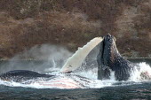 Humpback whales feeding Cetaceans,Arctic,surface,feeding,behaviour,eating,cold,splash,water,marine,mouth,ventral fin,fin,two,Rorquals,Balaenopteridae,Cetacea,Whales, Dolphins, and Porpoises,Chordates,Chordata,Mammalia,Mammal