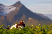 Willow grouse in habitat Birds,bird,aves,foliage,mountain,clifftop,Galliformes,game birds,grouse,atmospheric,Chordates,Chordata,Gallinaeous Birds,Aves,Phasianidae,Grouse, Partridges, Pheasants, Quail, Turkeys,lagopus,Lagopus,