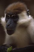 Red-capped mangabey portrait Primates,Old World Monkeys,Cercopithecidae,Mammalia,Mammals,Chordates,Chordata,Tropical,Africa,Mangrove,Appendix II,Arboreal,Vulnerable,Wetlands,Animalia,Temporary water,Terrestrial,Sub-tropical,Cerco