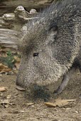 Chacoan peccary, close-up of head Adult,Even-toed Ungulates,Artiodactyla,Mammalia,Mammals,Tayassuidae,Peccaries,Chordates,Chordata,Herbivorous,wagneri,Animalia,Terrestrial,Catagonus,Cetartiodactyla,Forest,South America,Endangered,Sava