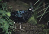 Male palawan peacock-pheasant, front view Adult,Animalia,Vulnerable,Terrestrial,Flying,Chordata,Phasianidae,Galliformes,Appendix I,Omnivorous,napoleonis,Polyplectron,Forest,Aves,Asia,IUCN Red List