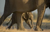 Young African elephant walking with parent Africa,African elephant,walking,parent,summer,sunny,baby,calf,legs,juvenile,cute,Elephants,Herbivorous,Loxodonta,Mammalia,Mammals,Mammoths,Mastodons,savannah,savanna,endangered,Vulnerable,wild,action,