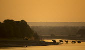 African elephants walking onto land Africa,landscape,red,sky,sunset,water,elephants,trees,Animalia,Herbivorous,Loxodonta,Mammalia,Mammals,Mastodons,Vulnerable,wild,beautiful,river,vertebrate,Elephants,Elephantidae,Chordates,Chordata,Ele