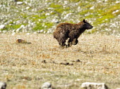 Brown bear running brown bear,grizzly bear,mammalia,mammal,carnivora,carnivore,ursidae,running,moving,side view,vertebrate,grasslands,wyoming,USA,north america,ursus arctos,America,Carnivores,Carnivora,Bears,Ursidae,Cho