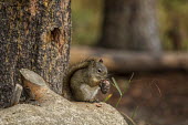 Squirrel eating squirrel,sciuridae,eating,foraging,mammalia,mammal,forest,wood,acorn,profile,wyoming,USA,north america,vertebrate,America