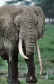 African elephant bull with large tusks Africa,African elephant,African elephants,animal behaviour,bathes,behaviour,elephant,Elephantidae,endangered,endangered species,Loxodonta,mammal,mammalia,Proboscidea,vertebrate,bull,male,tusks,tusk,cl