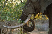 African elephant bull browsing Africa,African elephant,African elephants,animal behaviour,bathes,behaviour,elephant,Elephantidae,endangered,endangered species,Loxodonta,mammal,mammalia,Proboscidea,vertebrate,eating,feeding,herbivor