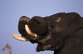 African elephant mud bathing to protect skin from parasites and for cooling Africa,African elephant,African elephants,animal behaviour,bathes,behaviour,elephant,Elephantidae,endangered,endangered species,grooming,Loxodonta,mammal,mammalia,mud,mud bath,mud bathing,mud baths,mu