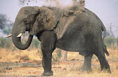 African elephant dust bathing to protect skin from parasites Africa,African elephant,African elephants,animal behaviour,behaviour,elephant,Elephantidae,endangered,endangered species,Loxodonta,mammal,mammalia,Proboscidea,vertebrate,wet,wildlife,dust,dust bathing