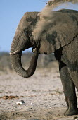 African elephant dust bathing to protect skin from parasites Africa,African elephant,African elephants,animal behaviour,behaviour,elephant,Elephantidae,endangered,endangered species,Loxodonta,mammal,mammalia,Proboscidea,vertebrate,wet,wildlife,dust,dust bathing