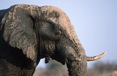 African elephant mud bathing to protect skin from parasites and for cooling Africa,African elephant,African elephants,animal behaviour,bathes,behaviour,elephant,Elephantidae,endangered,endangered species,grooming,Loxodonta,mammal,mammalia,mud,mud bath,mud bathing,mud baths,mu