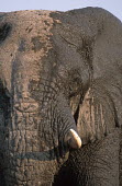 African elephant mud bathing to protect skin from parasites and for cooling Africa,African elephant,African elephants,animal behaviour,bathes,behaviour,elephant,Elephantidae,endangered,endangered species,grooming,Loxodonta,mammal,mammalia,mud,mud bath,mud bathing,mud baths,mu