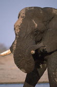 African elephant mud bathing to protect skin from parasites and for cooling Africa,African elephant,African elephants,animal behaviour,bathes,behaviour,elephant,Elephantidae,endangered,endangered species,grooming,Loxodonta,mammal,mammalia,mud,mud bath,mud bathing,mud baths,mu