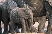 African elephant young calf with mother Africa,African elephant,African elephants,animal behaviour,bathes,behaviour,elephant,Elephantidae,endangered,endangered species,Loxodonta,mammal,mammalia,Proboscidea,vertebrate,baby,juvenile,young,cut