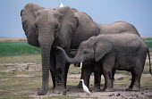 African elephant mother with young Africa,African elephant,African elephants,animal behaviour,bathes,behaviour,elephant,Elephantidae,endangered,endangered species,Loxodonta,mammal,mammalia,Proboscidea,vertebrate,baby,juvenile,young,cal