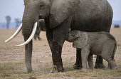 African elephant mother with young Africa,African elephant,African elephants,animal behaviour,bathes,behaviour,elephant,Elephantidae,endangered,endangered species,Loxodonta,mammal,mammalia,Proboscidea,vertebrate,baby,juvenile,young,cal