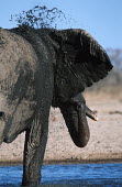 African elephant mud bathing to protect skin from parasites and for cooling Africa,African elephant,African elephants,animal behaviour,bathes,behaviour,elephant,Elephantidae,endangered,endangered species,grooming,Loxodonta,mammal,mammalia,mud,mud bath,mud bathing,mud baths,mu