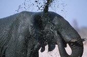 African elephant mud bathing to protect skin from parasites and for cooling Africa,African elephant,African elephants,animal behaviour,bathes,behaviour,elephant,Elephantidae,endangered,endangered species,grooming,Loxodonta,mammal,mammalia,mud,mud bath,mud bathing,mud baths,mu